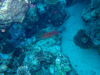 Fabulously beautiful view of the coral reef and its inhabitants in the Red Sea, Hurghada, Egypt