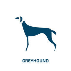 greyhound vector icon. greyhound, breed, animal filled icons from flat dog and training concept. Isolated black glyph icon, vector illustration symbol element for web design and mobile apps