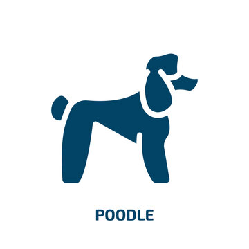 poodle vector icon. poodle, dog, breed filled icons from flat dog and training concept. Isolated black glyph icon, vector illustration symbol element for web design and mobile apps