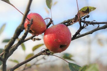 red apples of the new harvest in autumn on the branches