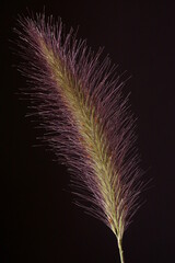 Purple fountain grass; flower spike of Cenchrus setaceus 