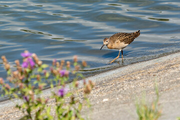 batalion prze jeziorze spaceruje w wodzie długimi nogami