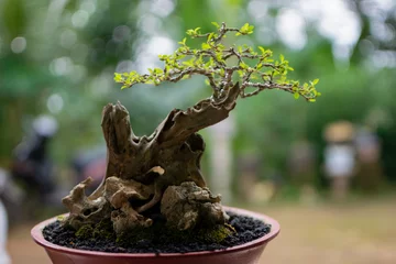 Keuken spatwand met foto bonsai tree in a pot © erossutrisno