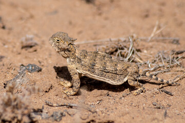 Round tailed horned lizard 