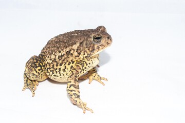 Fototapeta premium Toad on white background