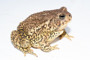 Toad on white background