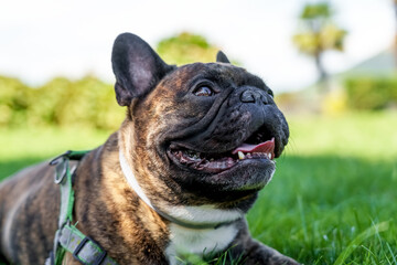 Wrinkled french bulldog on a walk on a green summer lawn