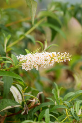 Beautiful white flower head of a blooming butterfly bush