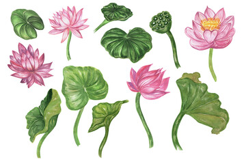 Watercolor collection of lotus flowers and leaves.