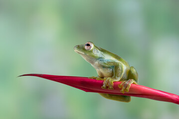 Close-up photo of a white-lipped tree frog