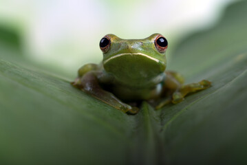 Close-up photo of a white-lipped tree frog