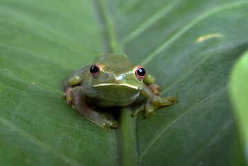Close-up photo of a white-lipped tree frog