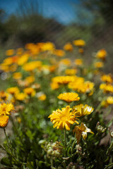campo de flores amarillas
