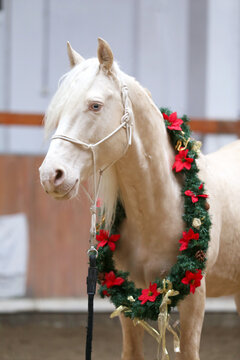 Beautiful cremello stallion decorated with a Christmas wreath
