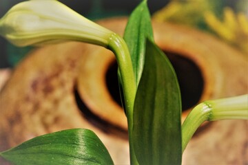 Weiße Lilie mit grünen Blättern vor brauner Keramikvase © Anette