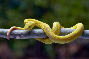Obraz premium Yellow viper (Trimesurus insularis yellow ) coiled on a tree
