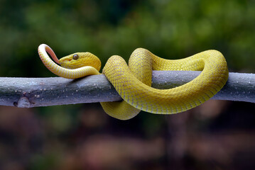 Obraz premium Yellow viper (Trimesurus insularis yellow ) coiled on a tree