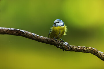 Eurasian blue tit (Cyanistes caeruleus) on a dry branch with a green background