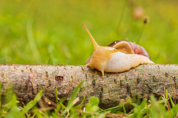 Achatina achatina giant African snail