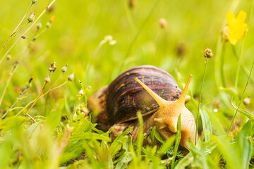 Achatina achatina giant African snail