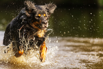 male dog hovawart gold and black runs through shallow water