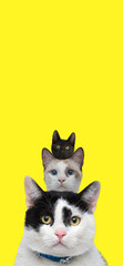 headshot of three little metis cats being friends on yellow background
