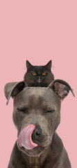 lovely american staffordshire terrier dog with tongue out and black cat behind