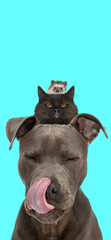 sweet little american staffordshire terrier with black cat and hedgehog