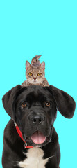 Obraz premium picture of lovely labrador retriever dog with tabby cat and rabbit behind