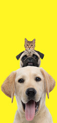 adorable and happy animals on yellow background