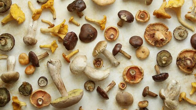 Various kinds of assorted raw mushrooms ready to dry
