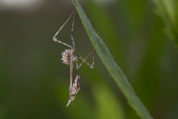 Empusa pennata, or the conehead mantis, is a species of praying mantis in genus Empusa native to the Mediterranean Region.