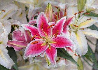 Obraz na płótnie Canvas Lilium 'Stargazer', a hybrid lily with fragrant perfume
