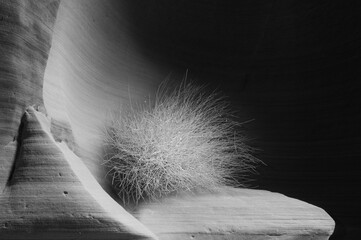 A black and white image of scrub brush growing in a slot canyon in Arizona.  - Powered by Adobe