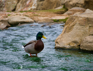 duck on the water