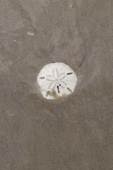 Plain white shell starfish with holes (Estrela do Mar)