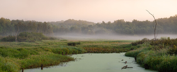 A beautiful early morning panoramic view of a wetland in Muscatatuck National Wildlife Refuge in Indiana. There is a forest, a small moss covered lake, and some fog in the image at sunrise.
