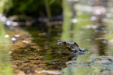 A close up view of a frog sitting in water 