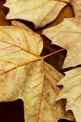 Particolare delle foglie con i colori dell'autunno