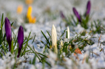 Field of flowering crocus vernus plants covered with snow, group of bright colorful early spring...