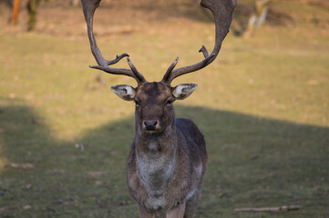 Dama European fallow deer brown color wild ruminant mammal on pasture in autumn winter time, beautiful woodland animal