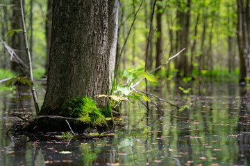 A single tree in a swamp with some foliage and moss growing at the base. 