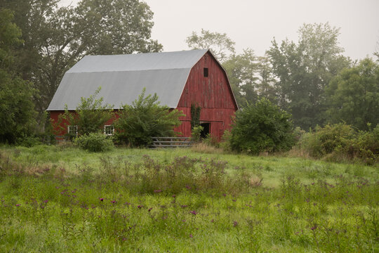 A red barn in Indiana on a foggy day. It is a rural setting with purple flowers in the field