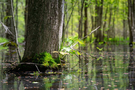 A single tree in a swamp with some foliage and moss growing at the base. 