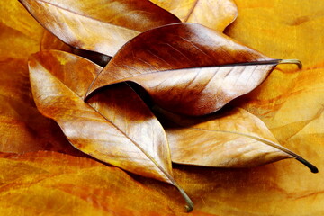 Primo piano di foglie di magnolia con colori dell'autunno
