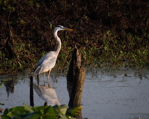 A blue heron walking in a marsh in early morning light