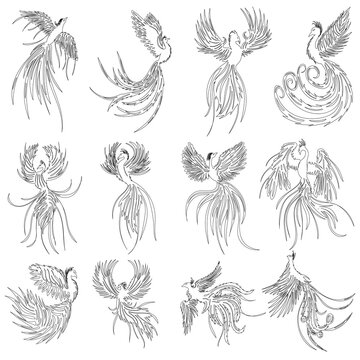 set of phoenix bird sketch, contour vector, isolated