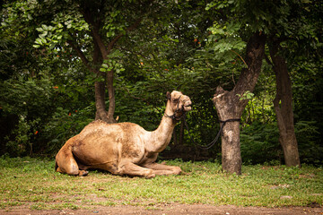 Camel in the green