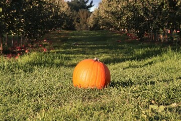 Pumpkins in a Hudson Valley farm, to pick up for Halloween