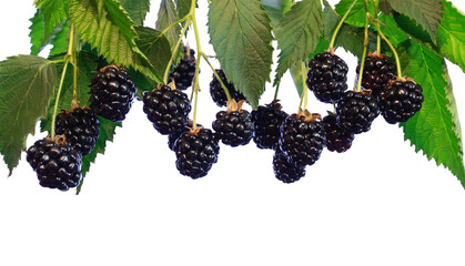 Ripe blackberries and leaves on a bush close-up. isolated. blackberry harvest.